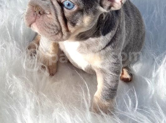 Sadece En Iyi Exotic French Bulldoglar görsel