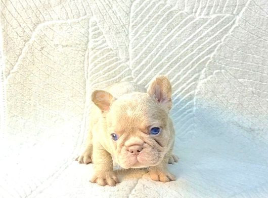 Sadece En Iyi Exotic French Bulldoglar görsel
