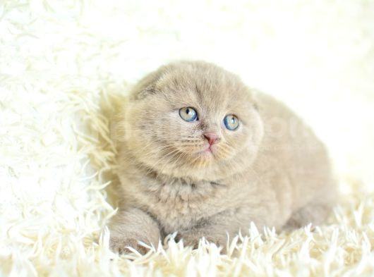 Mahsun Bebek Lilac Scottish Fold görsel