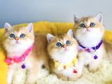 Show kalite golden NY12 brıtısh shorthair