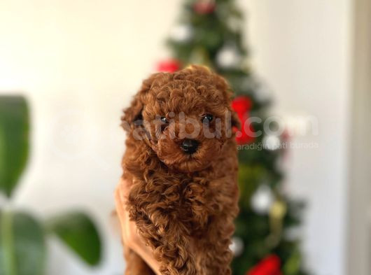 Toy Poodle Yavrularımııız görsel