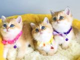 Show Kalite Golden Ny12 Brıtısh Shorthair