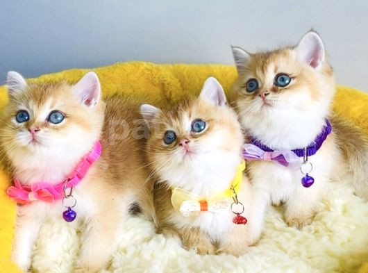 Show Kalite Golden Ny12 Brıtısh Shorthair görsel