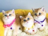 Show Kalite Golden Ny12 Brıtısh Shorthair