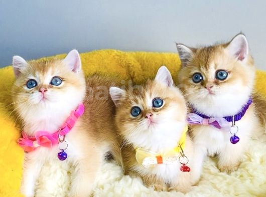 Show Kalite Golden Ny12 Brıtısh Shorthair görsel