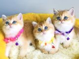 Show Kalite Golden Ny12 Brıtısh Shorthair