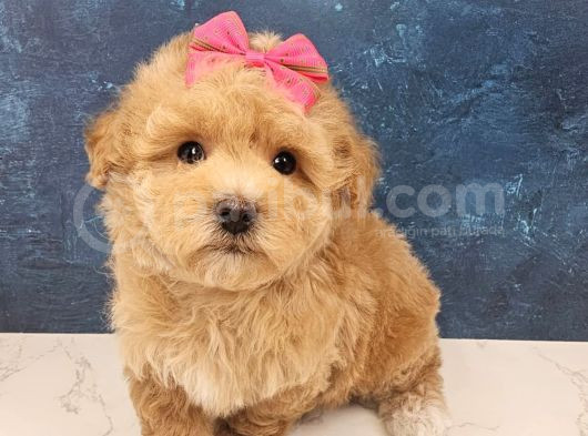 Malti̇poo Safkan Yavrular