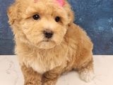 Malti̇poo Safkan Yavrular
