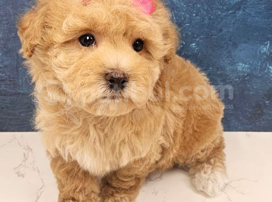 Malti̇poo Safkan Yavrular görsel