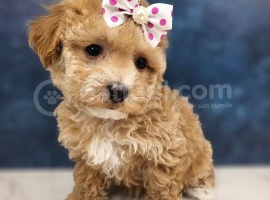 Yuvaniza Neşe Malti̇poo Yavrular görsel