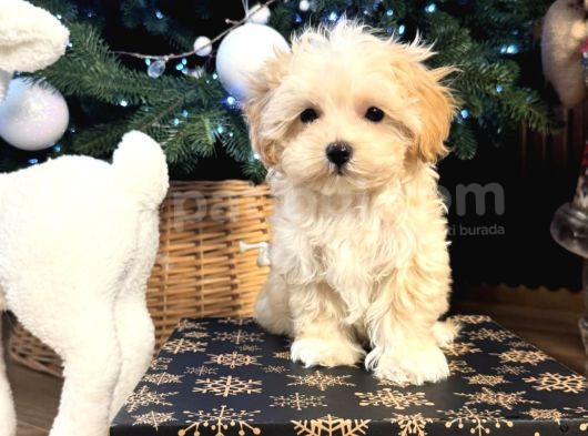 Safkan Malti̇poo Bebekler