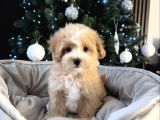 Safkan Malti̇poo Bebekler