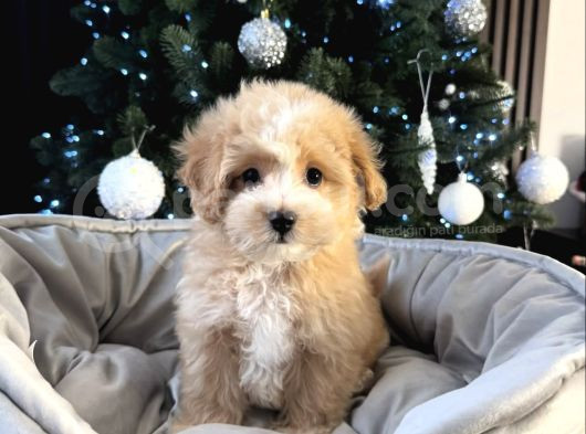 Safkan Malti̇poo Bebekler görsel