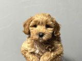 Irk Garanti̇li̇ Safkan Malti̇poo Bebekler