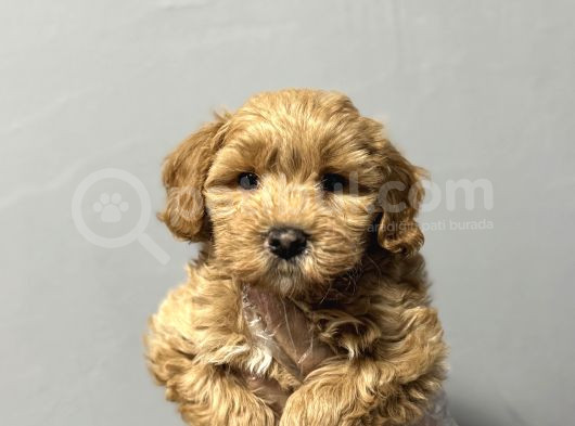 Irk Garanti̇li̇ Safkan Malti̇poo Bebekler görsel
