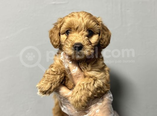 Irk Garanti̇li̇ Safkan Malti̇poo Bebekler