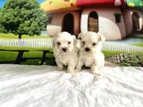Maltese Terri̇er Yavru
