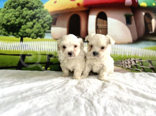 Maltese Terri̇er Yavru görsel