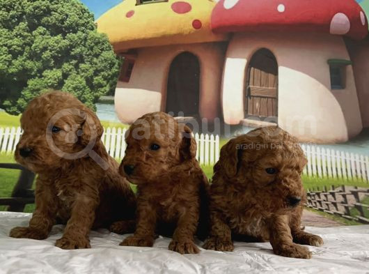 Toy Poodle Yavru görsel