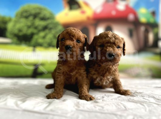 Toy Poodle Yavru görsel