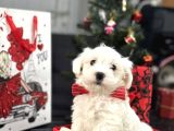 MALTESE TERRİER AŞILI BBEBEKLER