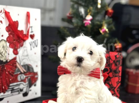 Maltese Terri̇er Aşili Bbebekler