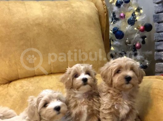 Sevi̇mli̇ Ve Sağlikli Malti̇poo Bebekler görsel