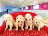 Golden Retriever Yavrularımız
