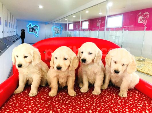Golden Retriever Yavrularımız görsel