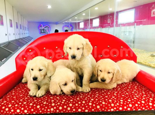 Golden Retriever Yavrularımız görsel