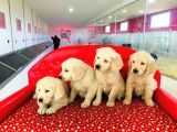 Golden Retriever Yavrularımız