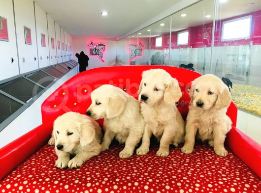Golden Retriever Yavrularımız görsel