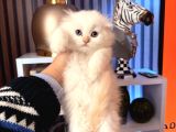 Scottish British Longhair Yavrular