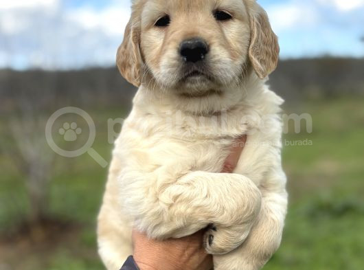 Efsane Bebek Yüzlü Golden Retriever Yavrularımız görsel
