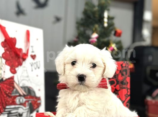 Orji̇nal Maltese Bebekler görsel