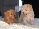 Dünya Tatlısı Maltipoo Yavrularımız