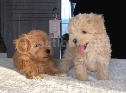 Dünya Tatlısı Maltipoo Yavrularımız görsel