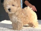 Dünya Tatlısı Maltipoo Yavrularımız