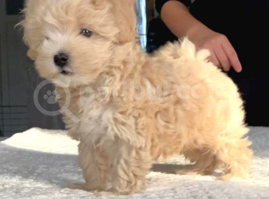 Dünya Tatlısı Maltipoo Yavrularımız görsel