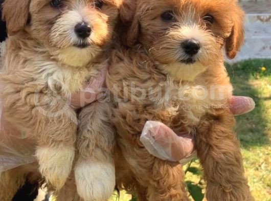 Dünya Tatlısı Maltipoo Yavrularımız