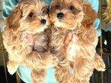 Dünya Tatlısı Maltipoo Yavrularımız