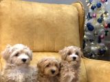 Dünya Tatlısı Maltipoo Yavrularımız