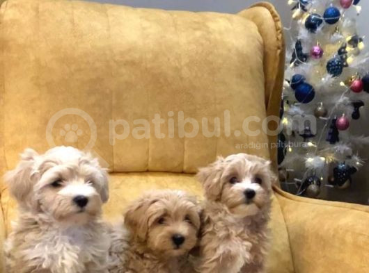 Dünya Tatlısı Maltipoo Yavrularımız görsel