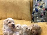 Dünya Tatlısı Maltipoo Yavrularımız