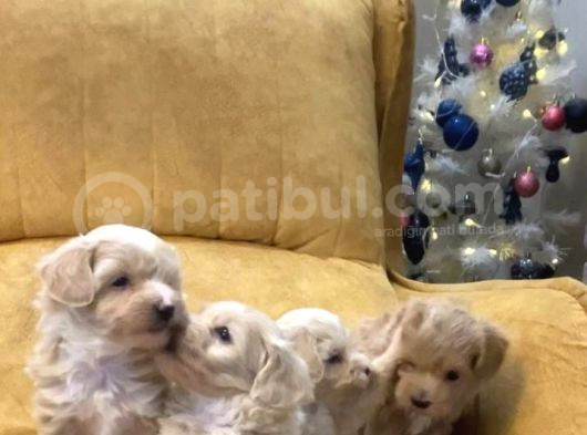 Dünya Tatlısı Maltipoo Yavrularımız görsel