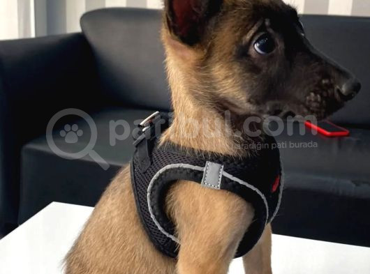 Pet Otelimizden A Kalite Belçika Malinois Dişi Ve Erkek Yavr