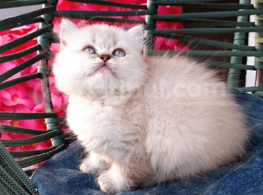 British Shorthair Prenses