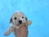 Sağlık Ve Irk Garantili Maltipoo Yavruları