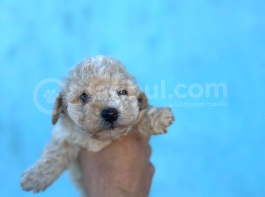 Sağlık Ve Irk Garantili Maltipoo Yavruları görsel