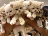 10 YENİ BRITISH SHORTHAIR YAVRULAR ANKARA MAĞAZAMIZDA GÖRÜN